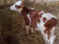 Bulle, Simmental cattle — Foto 1