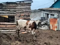 Bulle, Weißkopfige Ukrainische — Foto 3