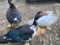 Ducks — फ़ोटो 4