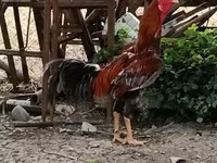 Chickens — 3-rasm