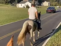 Stute, Pinto horses — Foto 5