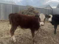 Vaca, Russian Black pied cattle — foto 6