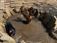 Ducks — 3-сурет