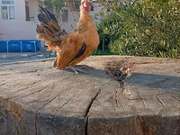 सेरामा — फ़ोटो 2