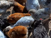 Chickens — Foto 6