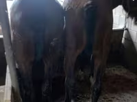 Hengst, Kazakh horse — Foto 3