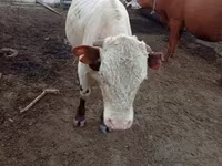 Бұқа, Simmental cattle — 2-сурет