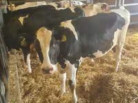 Rinder (Partie, Geschlecht nicht angegeben), Holstein-Rasse — Foto 2