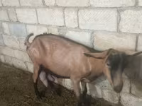 बकरी, Alpine goat — फ़ोटो 2