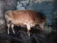 Bulle, Simmental cattle — Foto 3