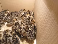 Turkeys — الصورة 3