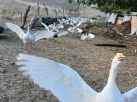 Geese — 5-сурет