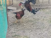 Chickens — 3-rasm