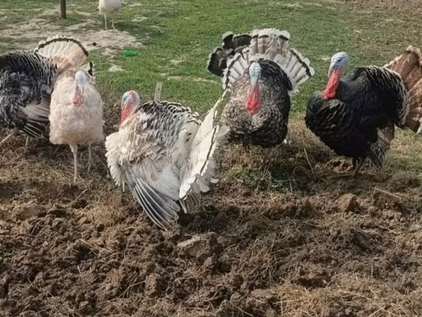 Bürünc