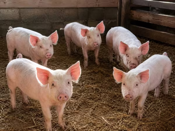 Schweine (Partie, Geschlecht nicht angegeben), Schweine — Kasachstan