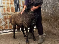 मेढ़ा, Edilbay sheep — फ़ोटो 7