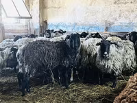 Widder, Romanov sheep — Foto 3