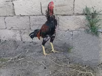 Chickens — الصورة 7