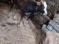 ثور, الماشية — الصورة 4