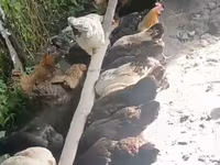 Chickens — الصورة 1