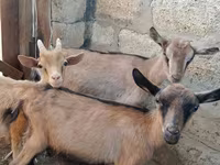 Ziege, Saanen goat — Foto 2