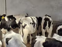 Bulle, Russian Black pied cattle — Foto 1