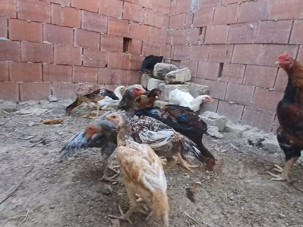 Chickens