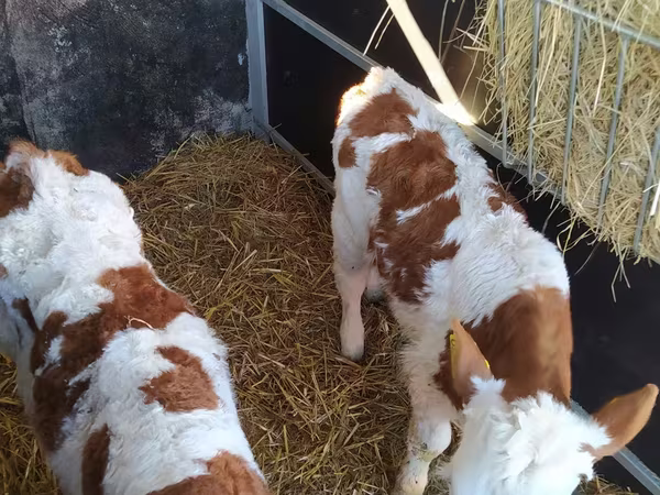 牛只（批次，未指定性别）, Limousin cow