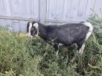 Ziege, Alpine goat — Foto 6