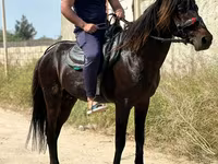 公马, Karabakh horse — 照片 4