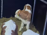 ثور, Simmental cattle — الصورة 1