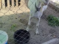 Goat, Nubian Goat — photo 4