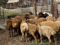 أغنام (دفعة، الجنس غير محدد), Karabakh sheep — الصورة 3
