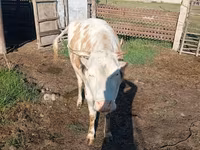 Vaca, Simmental cattle — foto 2
