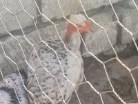 Chickens — Foto 4
