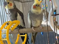 2 eded korella və 1 eded tutuquşu ve qefesle birikde .Korellanin biri — Foto 1
