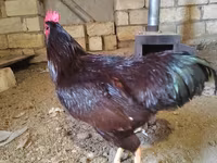 Chickens — 照片 2