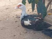 pato criollo doméstico — foto 2