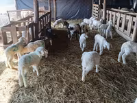 母羊, Awassi sheep — 照片 2