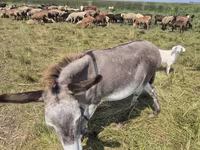 Yegua, Caballos — foto 4