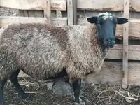 Widder, Romanov sheep — Foto 2