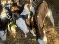 ІҚМ (топ, жынысы көрсетілмеген), Russian Black pied cattle — 4-сурет
