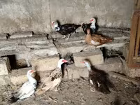 Ducks — Foto 1