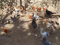 Chickens — Foto 5