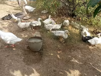 Ducks — 2-сурет