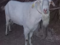 تيس, Saanen goat — الصورة 1