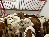 Toro, Simmental cattle — foto 2