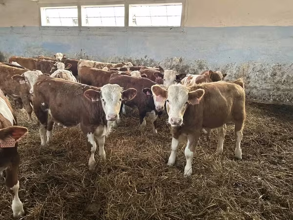 公牛, Simmental cattle