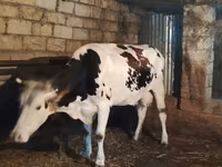 Vaca, Raza Holstein — foto 4