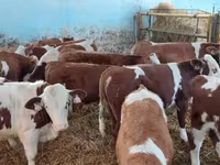 Buqa, Simmental cattle — 3-rasm